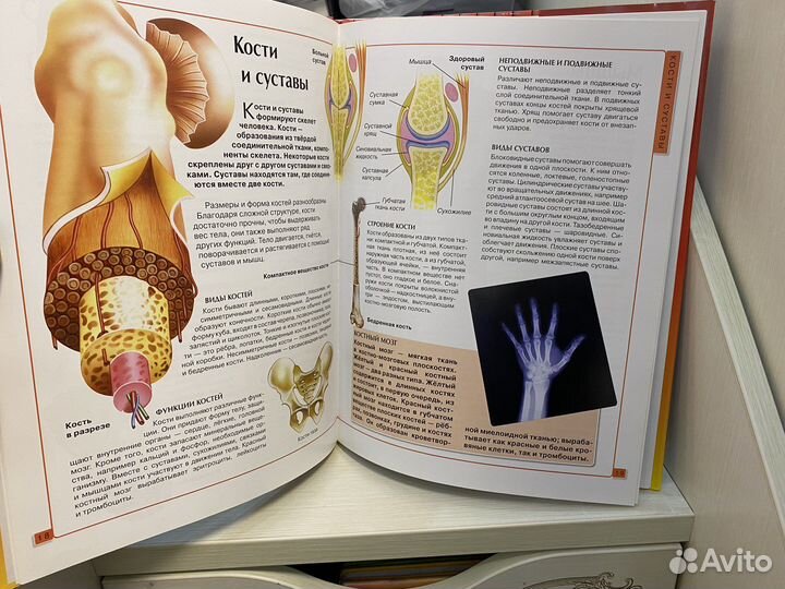 Энциклопедия для детей