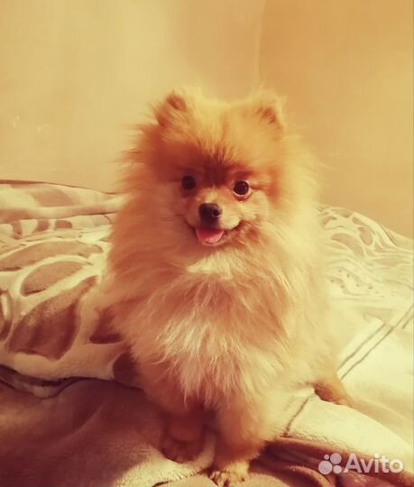 Продам шпицев