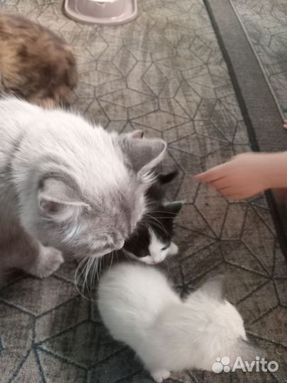 Домашние котята