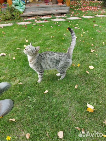 Молодая кошечка