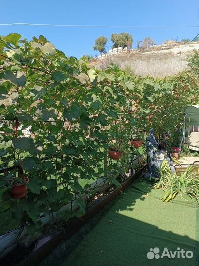 Саженцы винограда