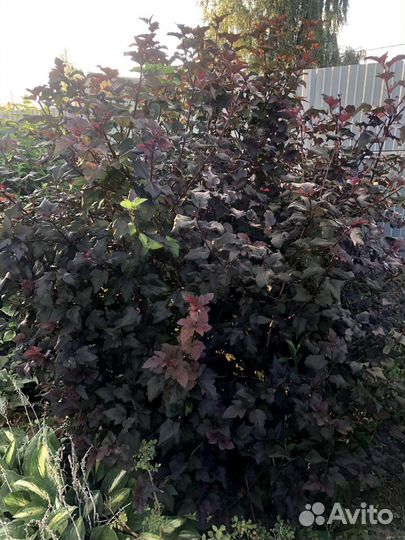 Пузыреплодник ред Барон