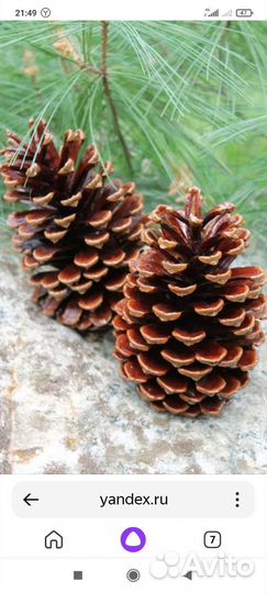 Кора,опилки дуба,сосновые шишки, пеньки