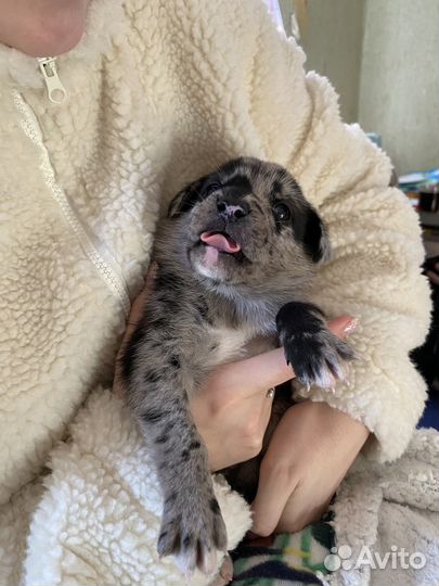 Щенки в добрые руки даром