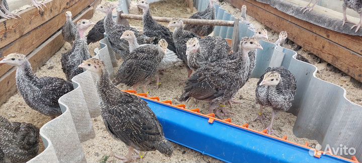 Индюки молодые