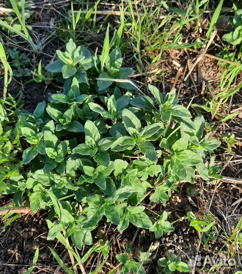 Рассада Душицы (Орегано)