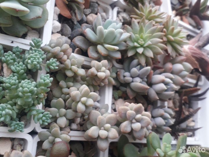 Суккуленты микс Красула, Хавортия, Эхеверия