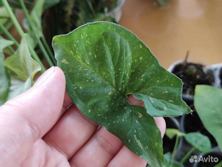 Сингониум разные сорта