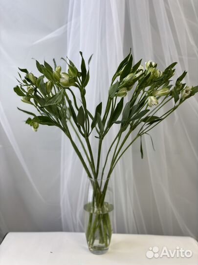 Букет альстромерия