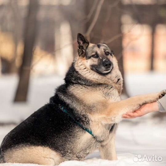 Собака мечта в добрые руки