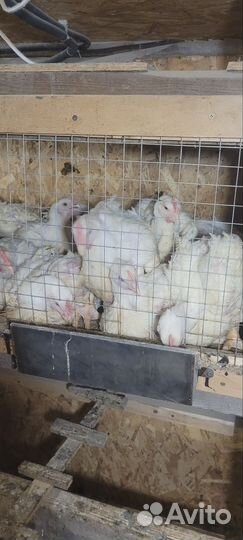 Петух, куры, яйца в подарок