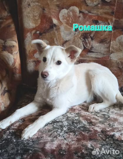 Щенок девочка в добрые руки