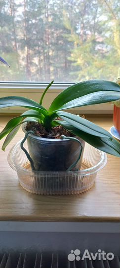 Орхидея фаленопсис