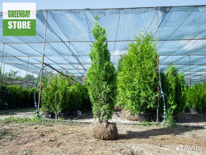 Туи колумна 160 см свежая копка 2023