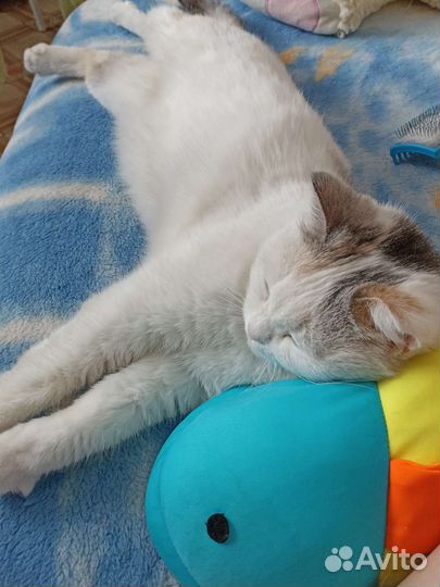 Передержка кошек