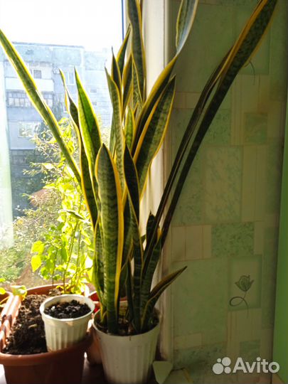 Сансевиерия