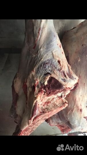 Говядина баранина