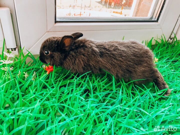 Вислоухий карликовый кролик - супер мини