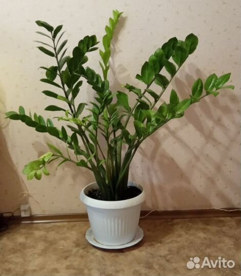 Замиокулькас