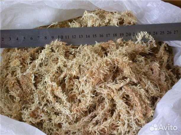 Ягель, мох, центрария, лишайник