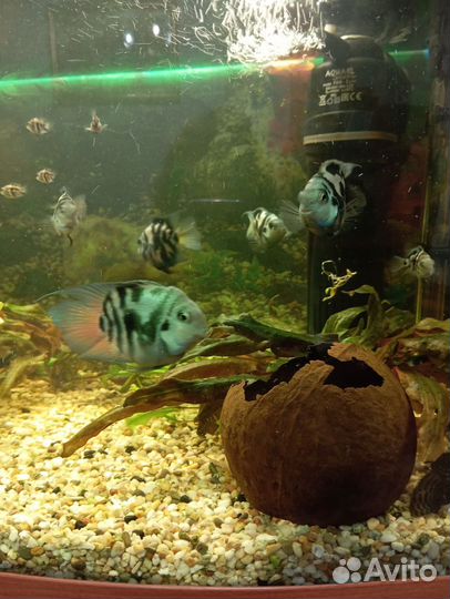 Аквариумные рыбки