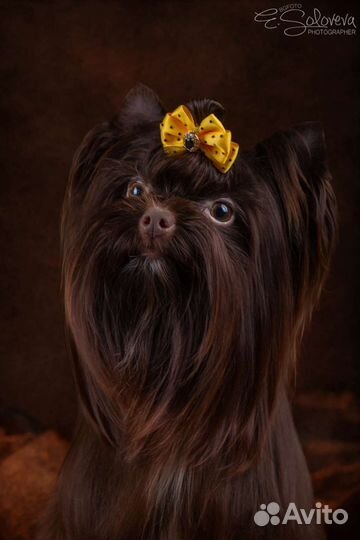 Йоркширский терьер горький шоколад