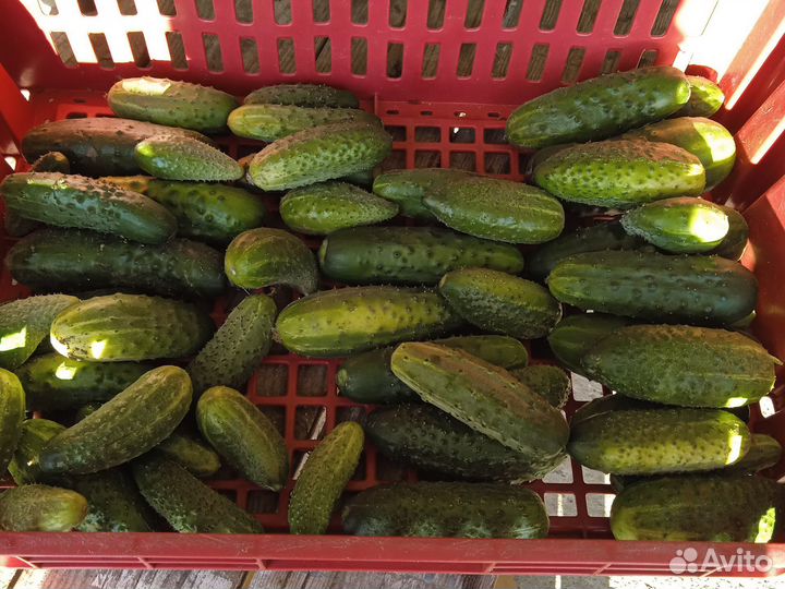 Помидоры, черноплодная рябина, огурцы