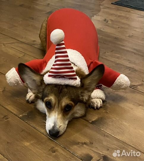 Костюм санта клауса/дед мороз для собак и кошек