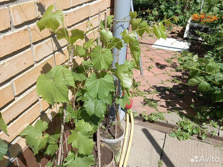 Саженцы винограда, ежевики, лещины - фундука, горт