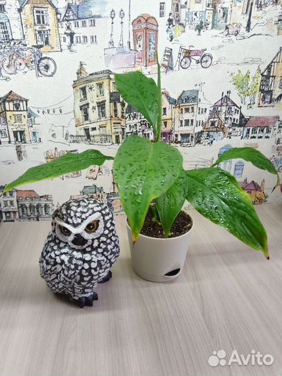 Спатифиллум