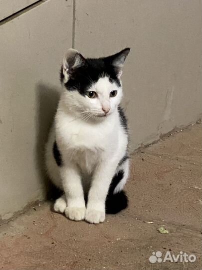 Котенок Мурзик и Сестричка