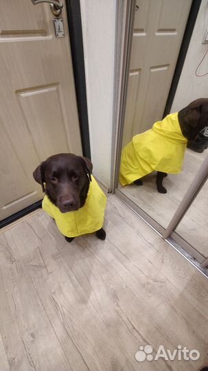 Дождевик для собаки