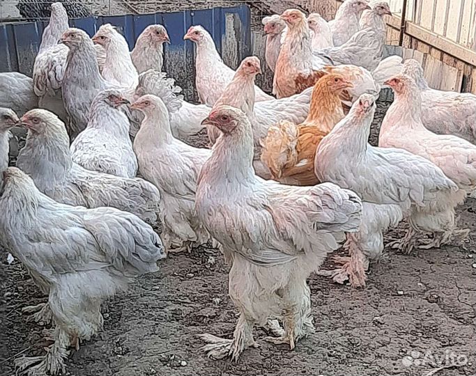 Петухи породистые