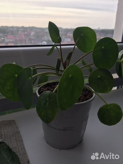 Пеперомия(Пилея пеперомиевидная)