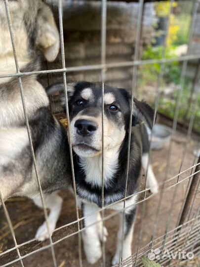 Щенки метисы