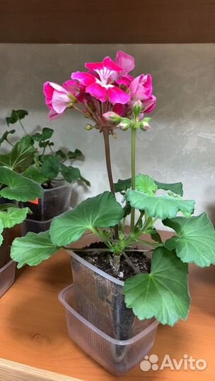 Пеларгония герань