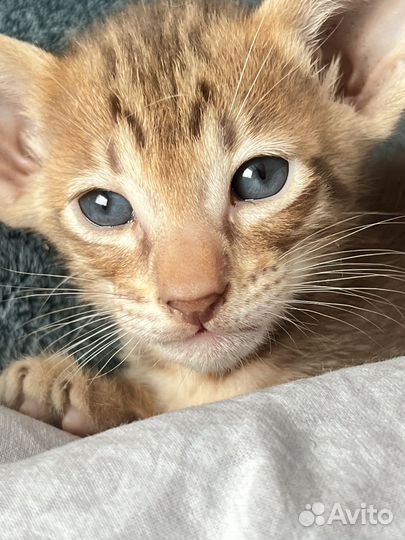 Орентальный котенок