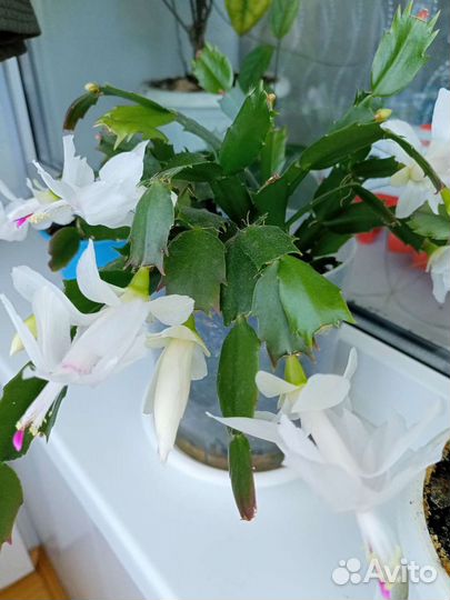 Декабрист шлюмбергера сортовая