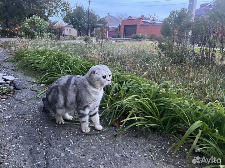 Вязка Скотиш-фолд