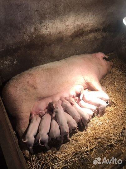 Поросята