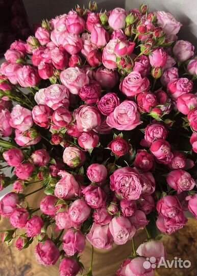 Розы кустовые премиум