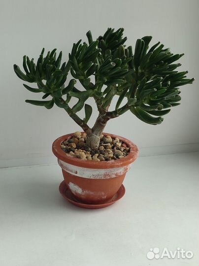 Крассула хоббит