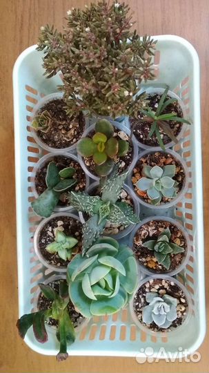 Суккуленты