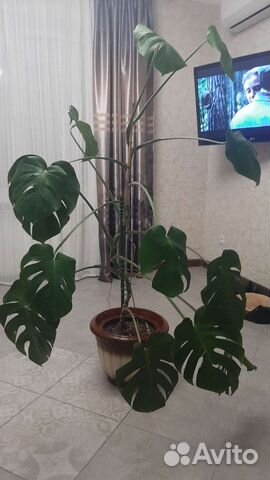 Монстера в керамическом кашпо