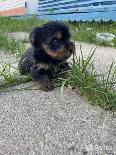 Йоркширский терьер