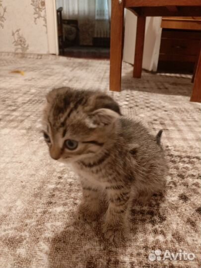 Вислоухая кошечка, 1,5 месяца. Кушает все