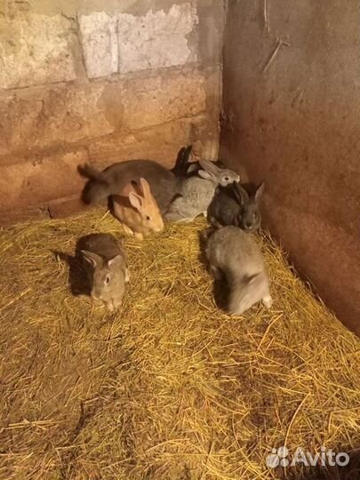 Молодняк кроликов