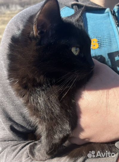 Кошка в дар