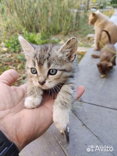 Шотландские котята