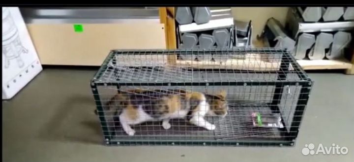 Котоловка (кошколовка), собаколовка